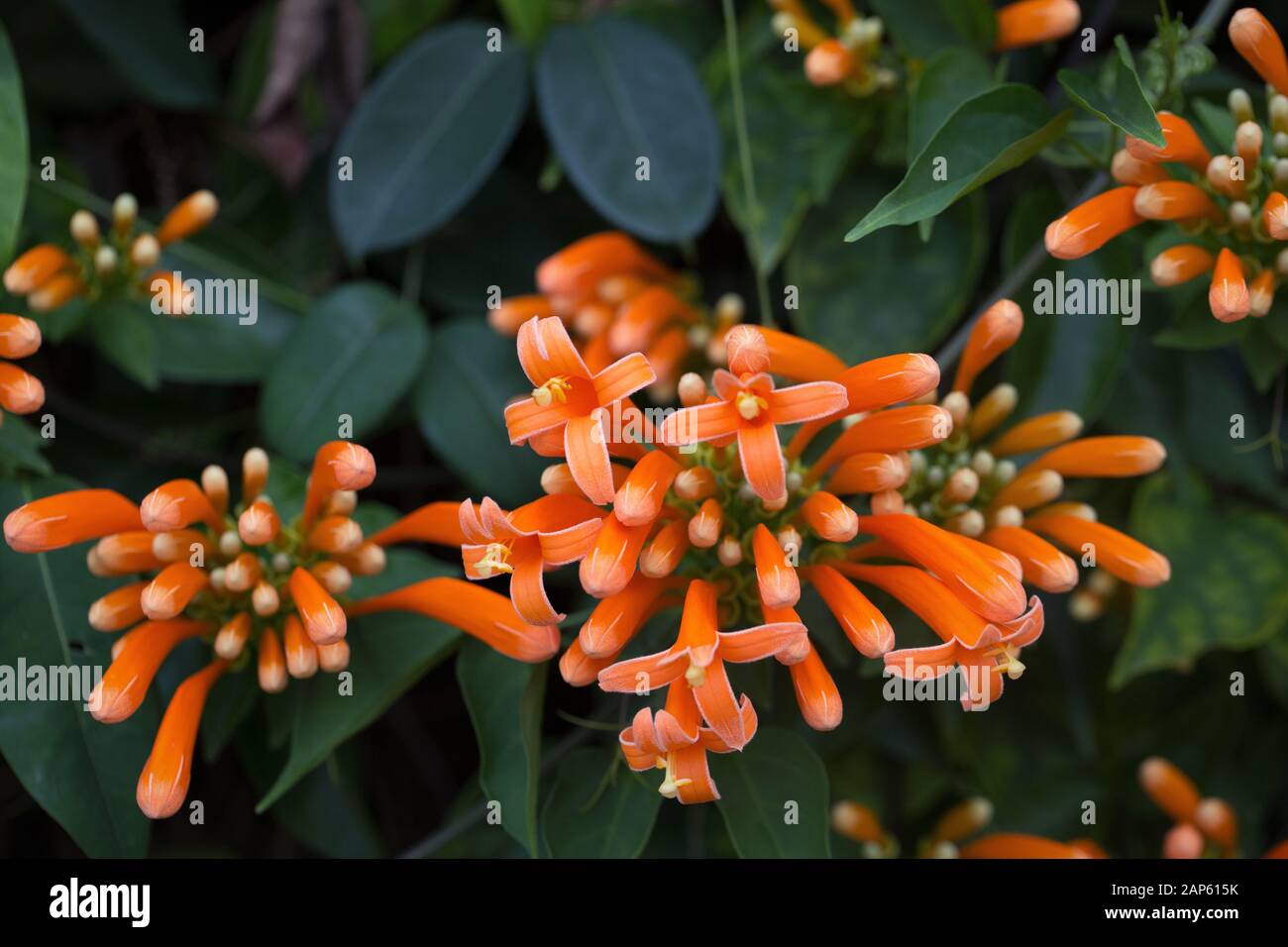 Pyrostegia venusta Blumen. Stockfoto