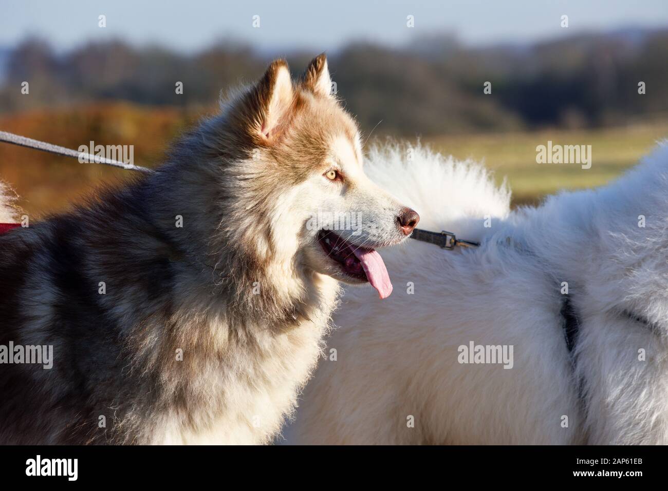 Professionelle Dog Walker mit Alaskan Malamute und Bulldog Rassen. Stockfoto