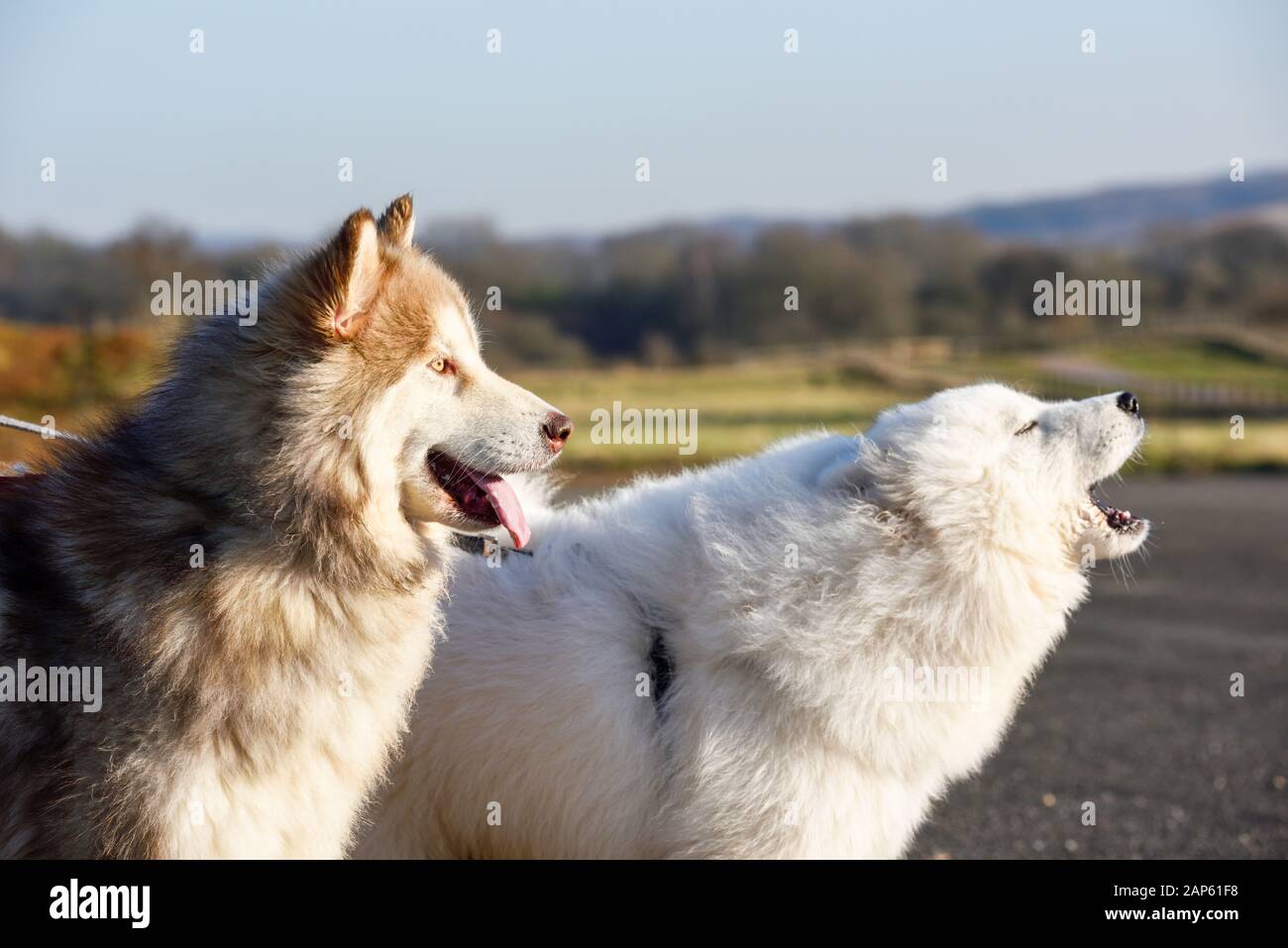 Professionelle Dog Walker mit Alaskan Malamute und Samojeden Rasse. Samoyed bellt. Stockfoto