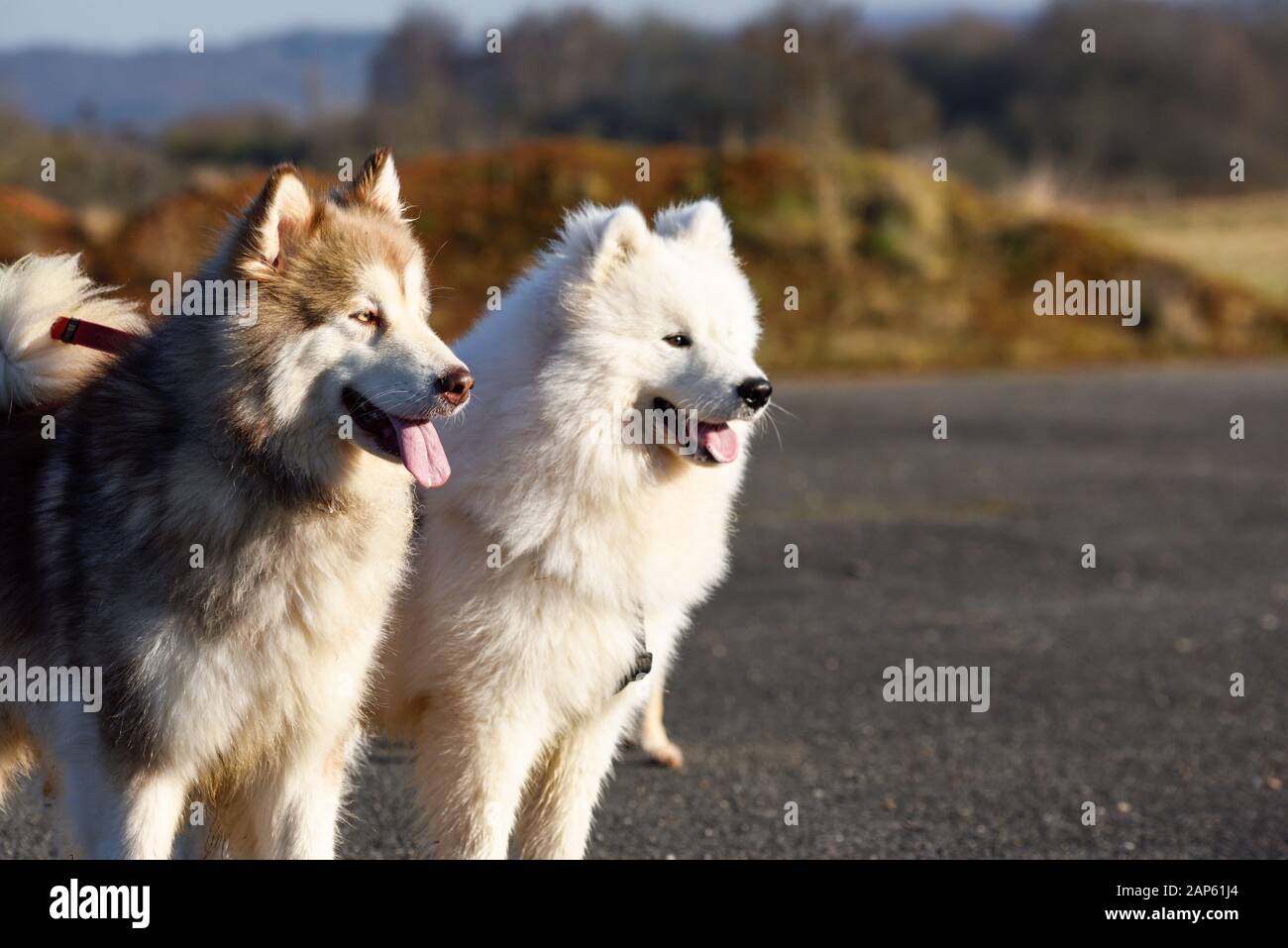 Professionelle Dog Walker mit Alaskan Malamute und Bulldog Rassen. Stockfoto