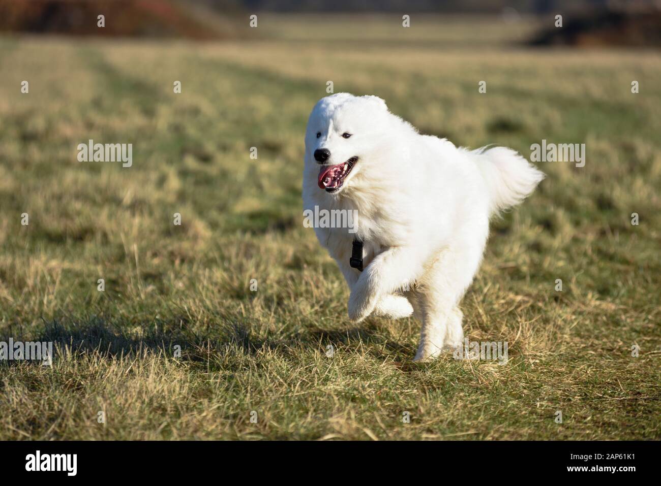 Professionelle Dog Walker mit Alaskan Malamute und Bulldog Rassen. Bulldog läuft über das Feld. Stockfoto