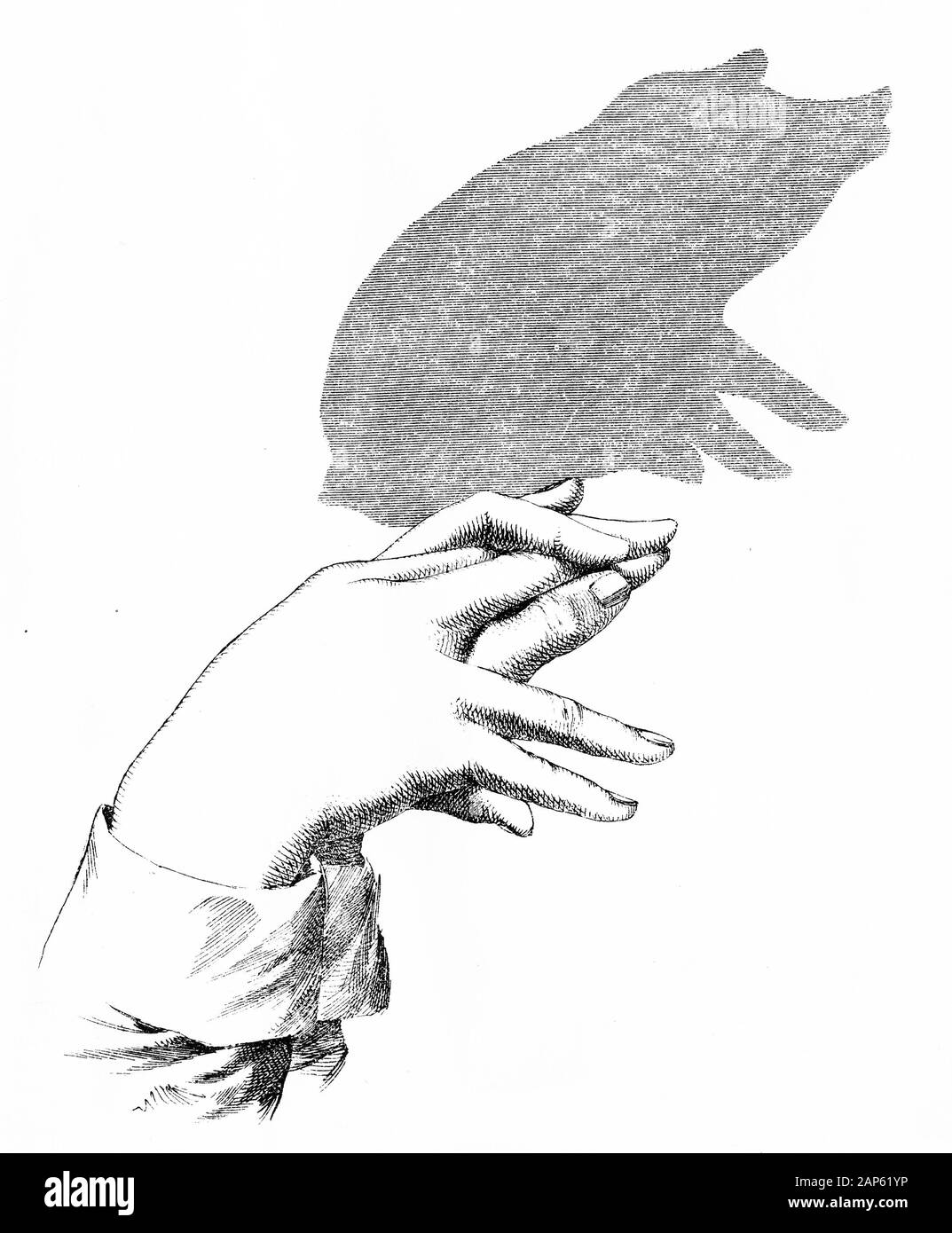 Gravur einer hand Schatten von einem Schwein. Von Henry Bursill's Buch mehr Hand Schatten, 1860. Stockfoto