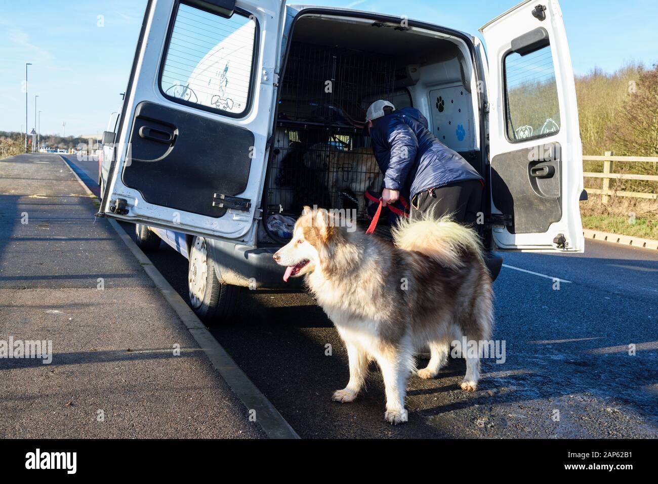 Professionelle Dog Walker mit Alaskan Malamute und Bulldog Rassen. Stockfoto
