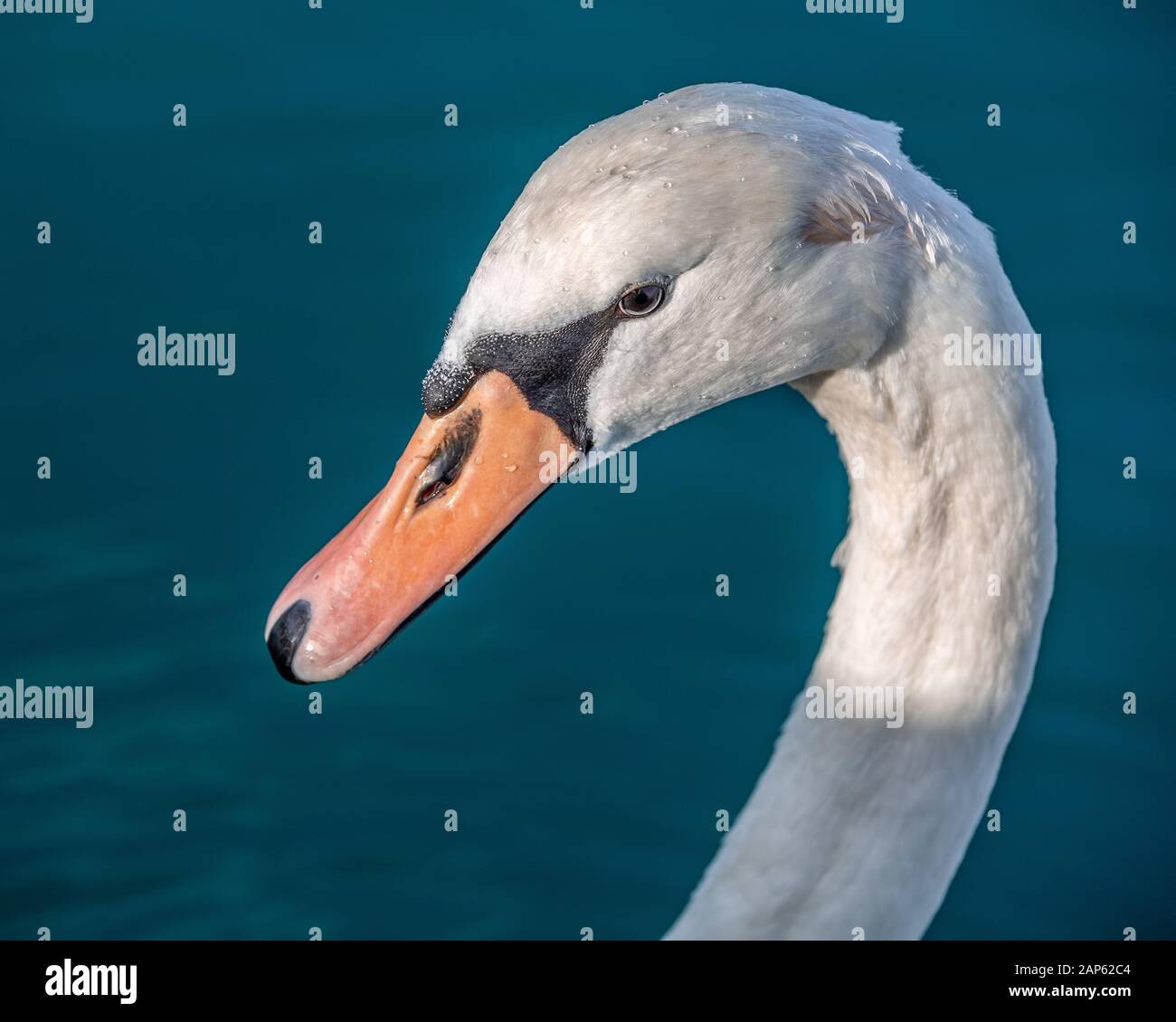 Weißer Schwan Portarait in hoher See Stockfoto