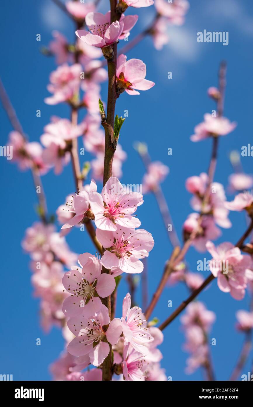 Feder Grenze oder Hintergrund Kunst mit rosa Blüten. Schöne Natur Szene mit blühenden Baum und Sonne Flare. Ostern sonniger Tag. Frühling Blumen. Beautifu Stockfoto
