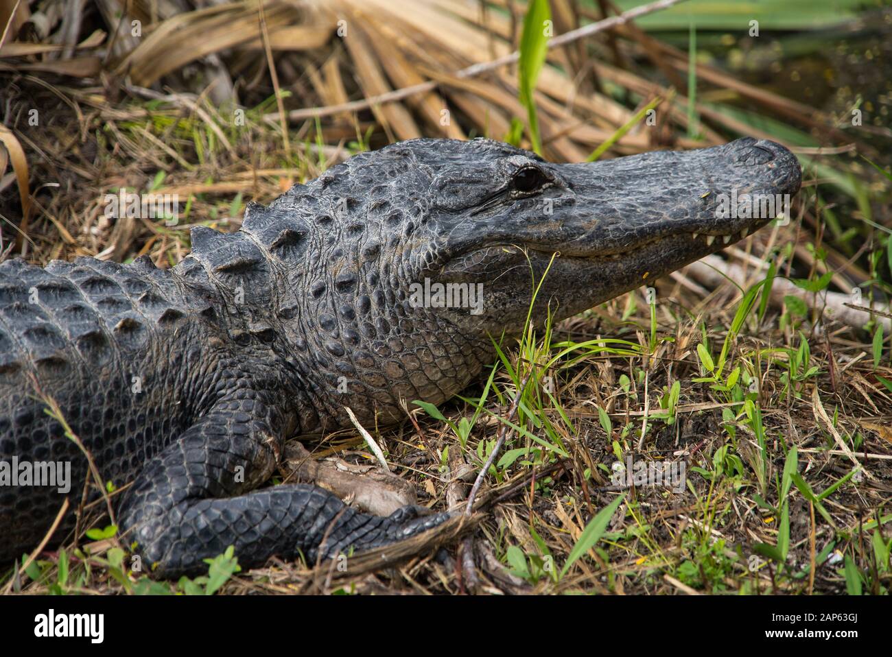 Nahaufnahme von gefährlichem Alligator im Everglades Nationalpark im Gras Stockfoto