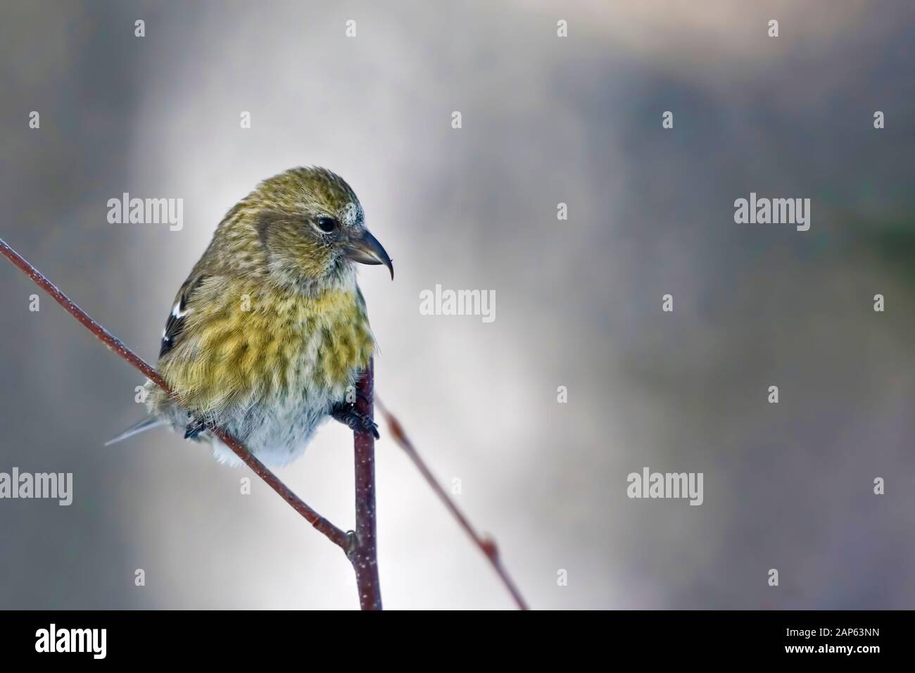 Ein Weiblicher Crossbill mit weißen Flügeln, Loxia leucoptera Stockfoto