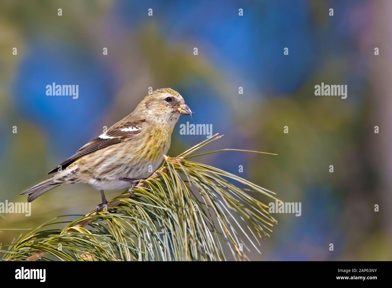 Ein Weiblicher, weiß geflügelter Crossbill, Loxia leucoptera, thront Stockfoto