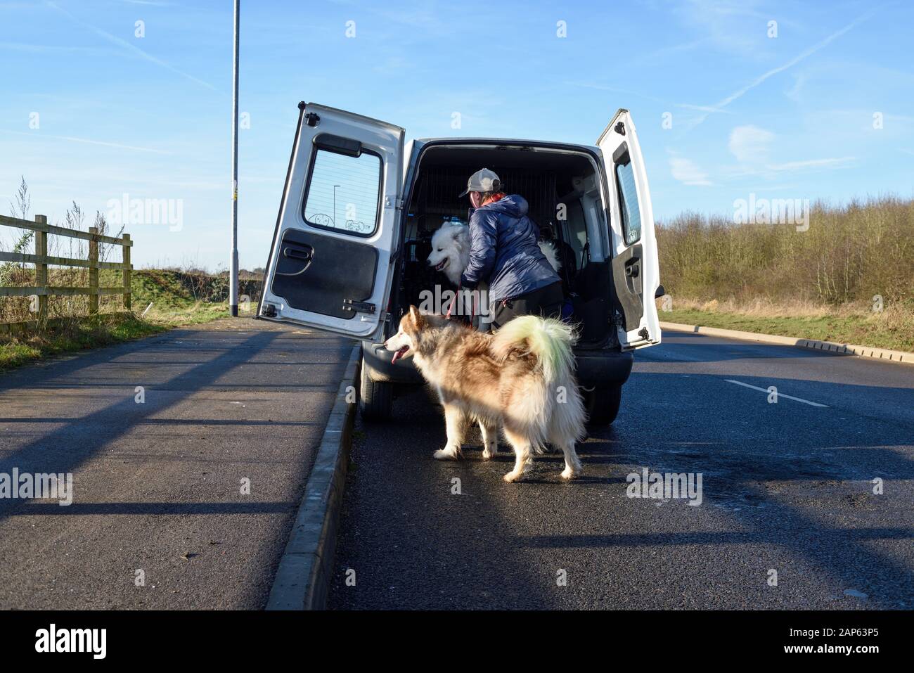 Professionelle Dog Walker mit Alaskan Malamute und Bulldog Rassen. Stockfoto