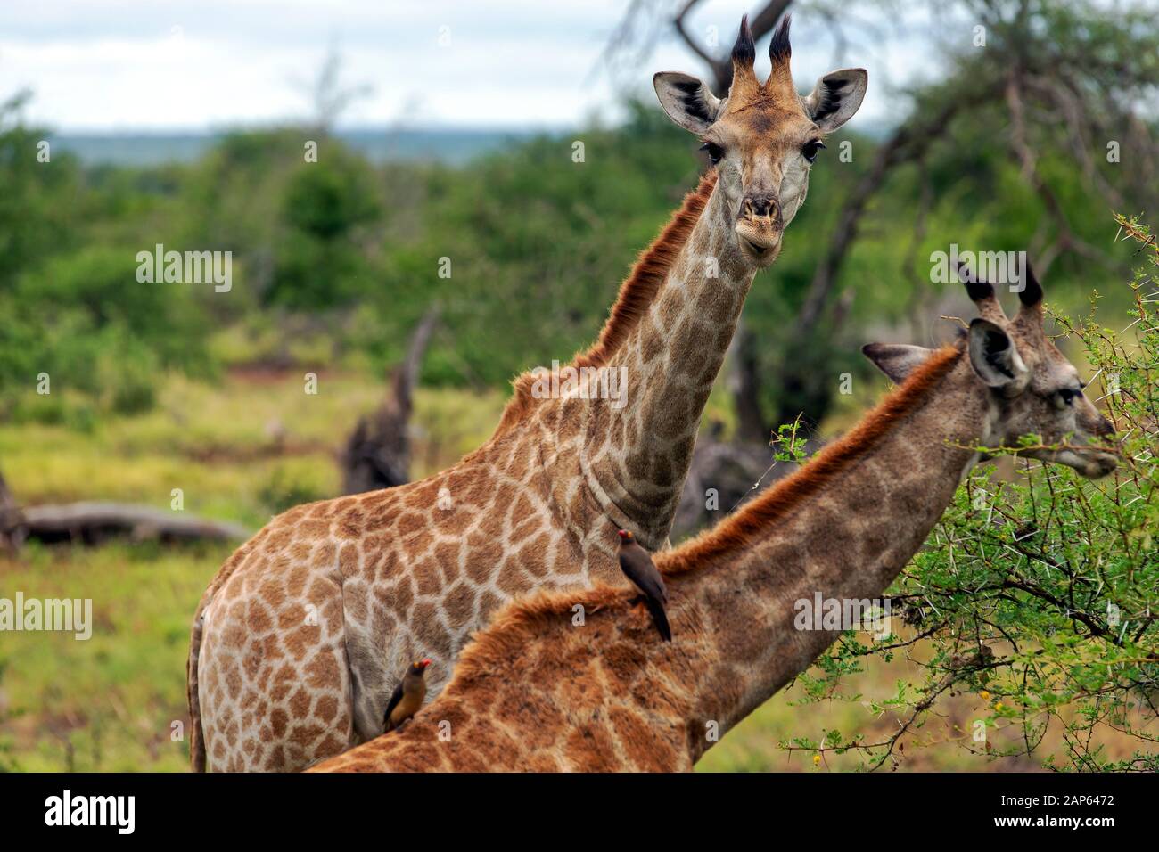 Ein Paar Kap-Giraffen, die im Kruger National Park, Südafrika, surfen Stockfoto