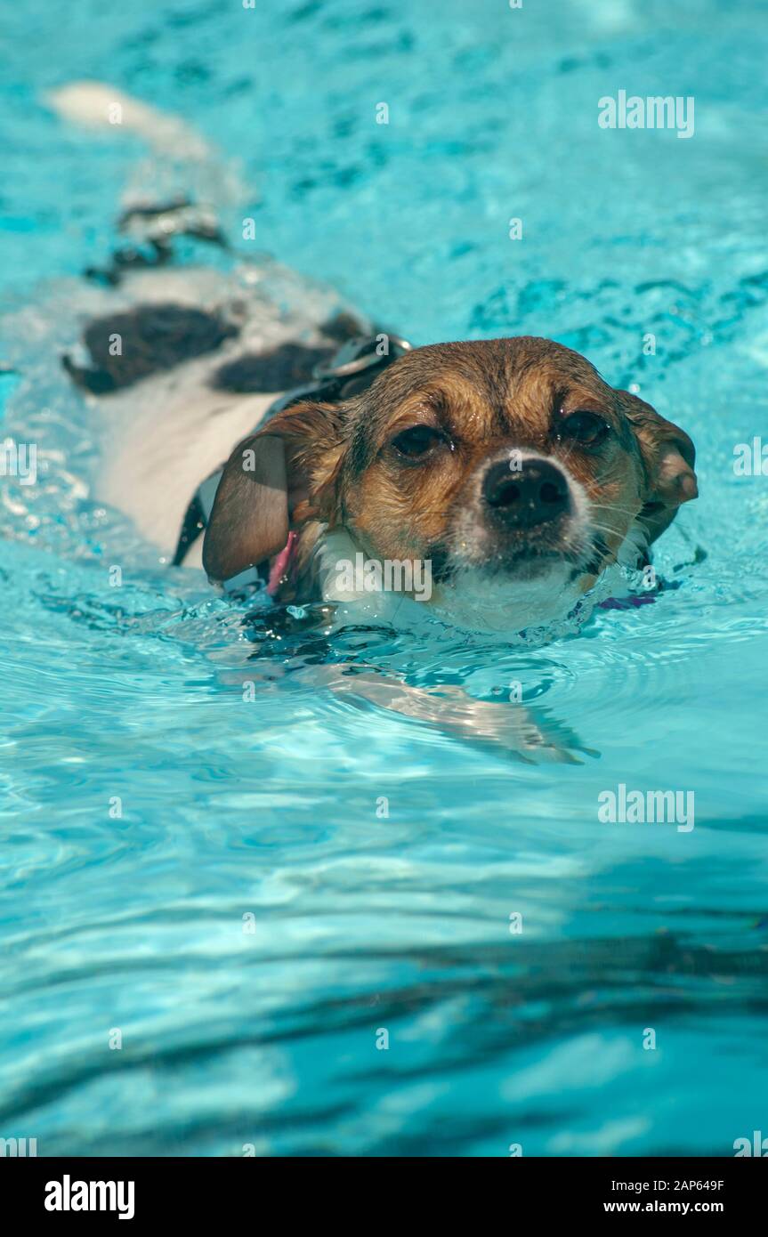 Ein kleiner Hund schwimmt in einem Schwimmbad. Stockfoto