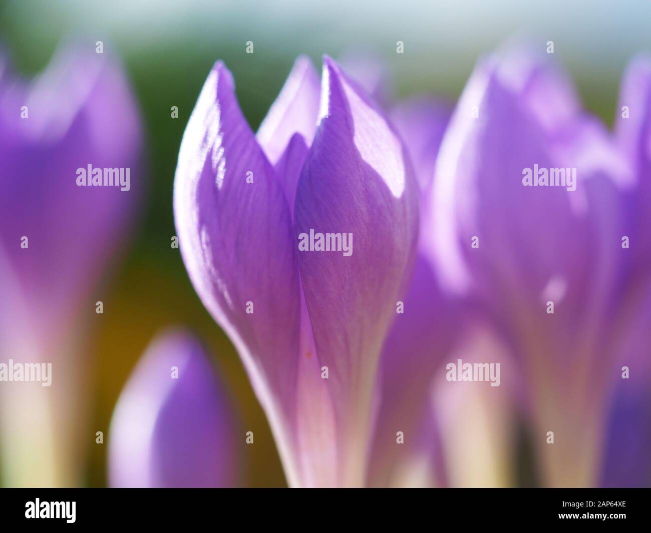 Nahaufnahme von winzigen Krokusblüten mit zarten lilafarbenen Kronblättern Stockfoto