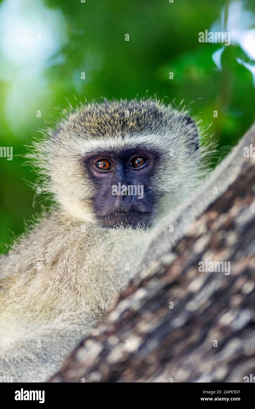 Nahaufnahme Porträt eines vervten Affen in einem Baum im Kruger National Park Stockfoto