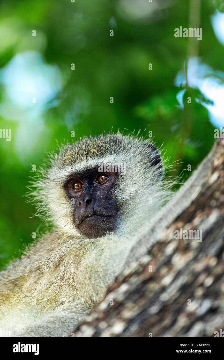 Nahaufnahme Porträt eines vervten Affen in einem Baum im Kruger National Park Stockfoto