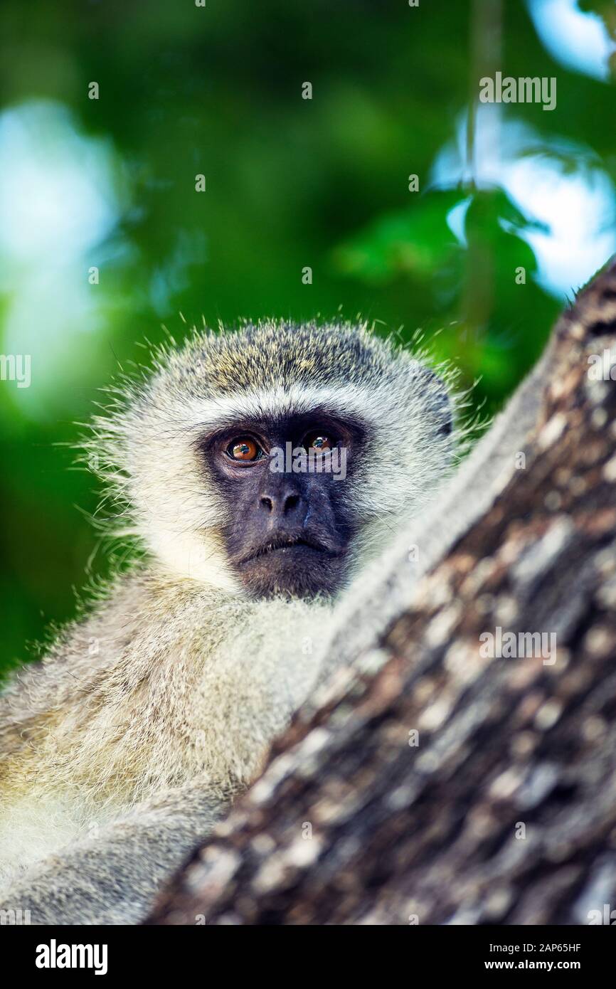 Nahaufnahme Porträt eines vervten Affen in einem Baum im Kruger National Park Stockfoto