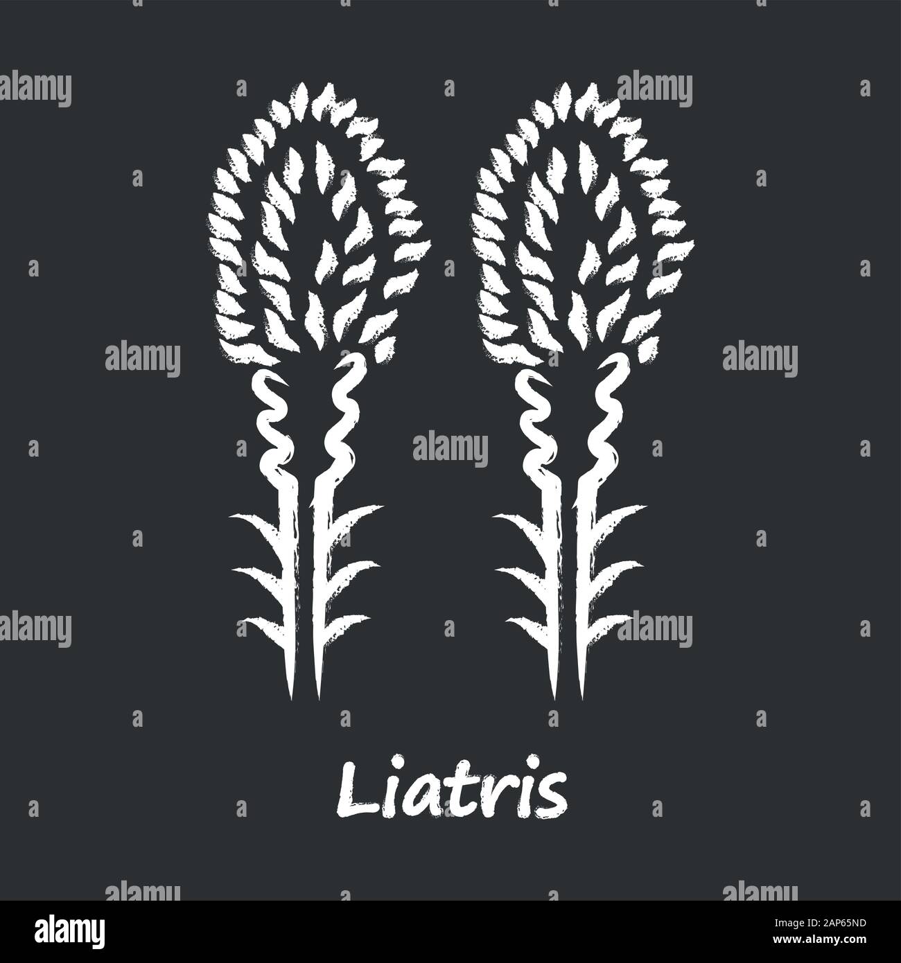 Liatris chalk Symbol. Blazing Star blühende Blume mit Namen Inschrift. Zwerg gayfeather Gartenpflanze. Spicata kobold Blütenstand. Wildflower. Autolöscher Stock Vektor