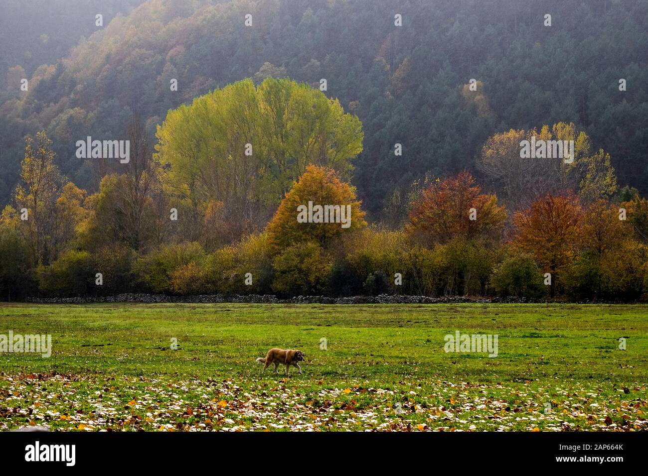 Kantabrische Berge. Nordspanien, traditionelle Bauernhäuser. Stockfoto