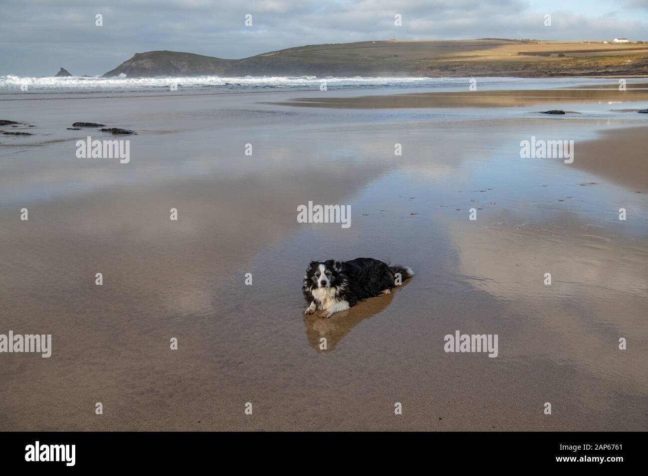 Schwarz-weißer Schafhund liegt auf nassem Sand in Constantine Bay mit Reflexion und blauem Himmel, North Cornwall, Großbritannien Stockfoto