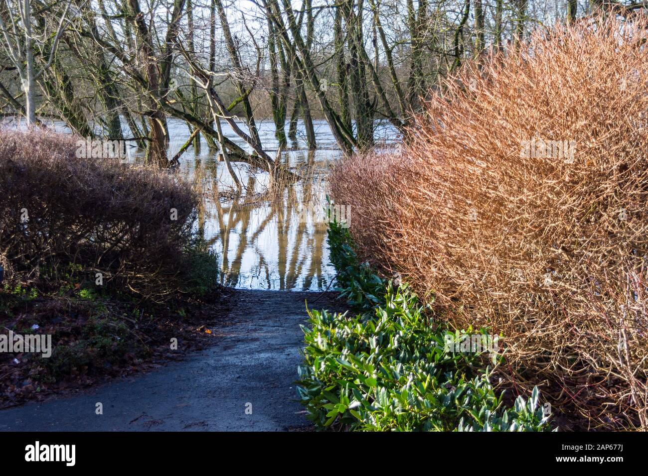 Ein Pfad hinunter zum Flusslauf in Melksham Wiltshire zeigt den Grad der Überschwemmung mit untergetauchten Baumunterseiten Stockfoto