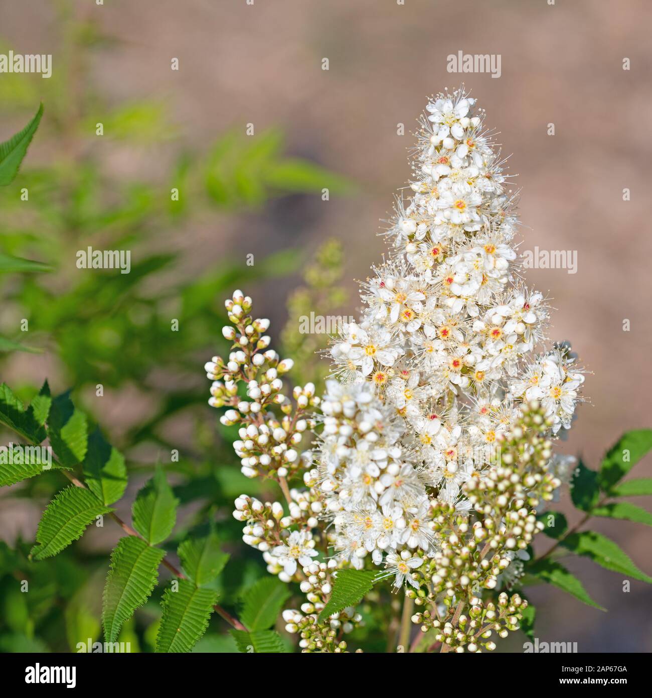 Weiße blühende astylbe im Sommer Stockfoto