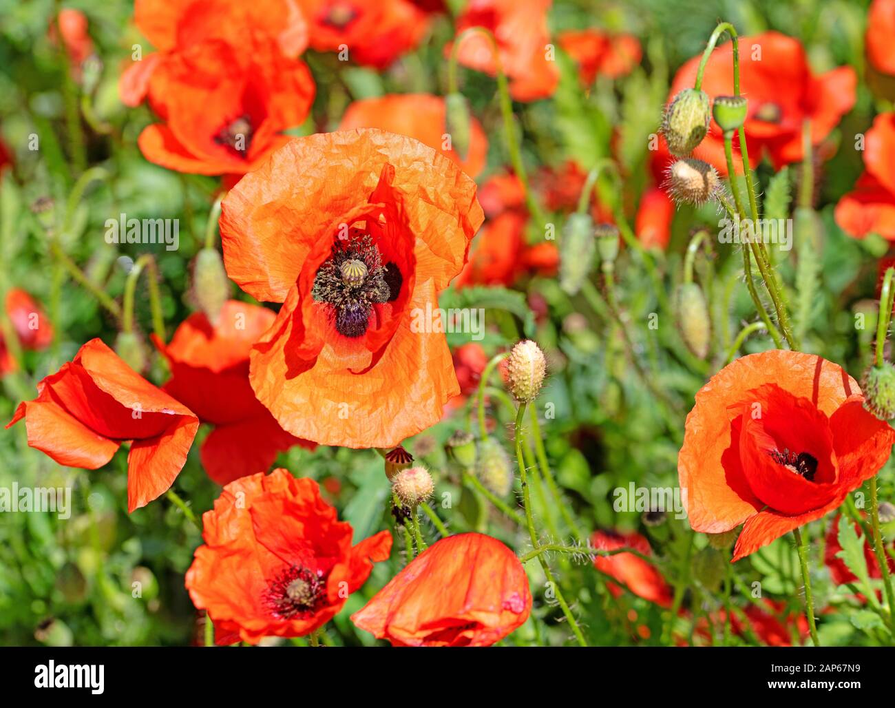 Blühende Mohn, Papaver Rhoeas, im Sommer Stockfoto