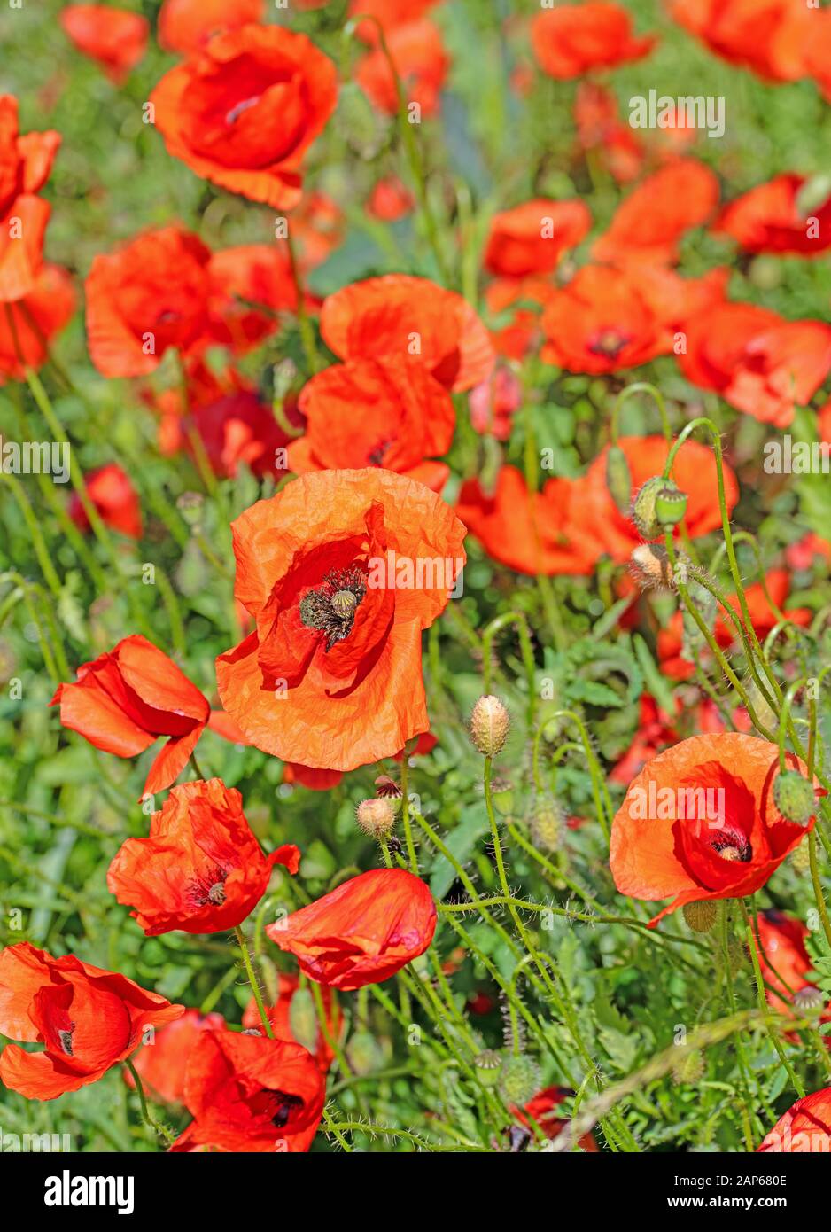 Blühende Mohn, Papaver Rhoeas, im Sommer Stockfoto