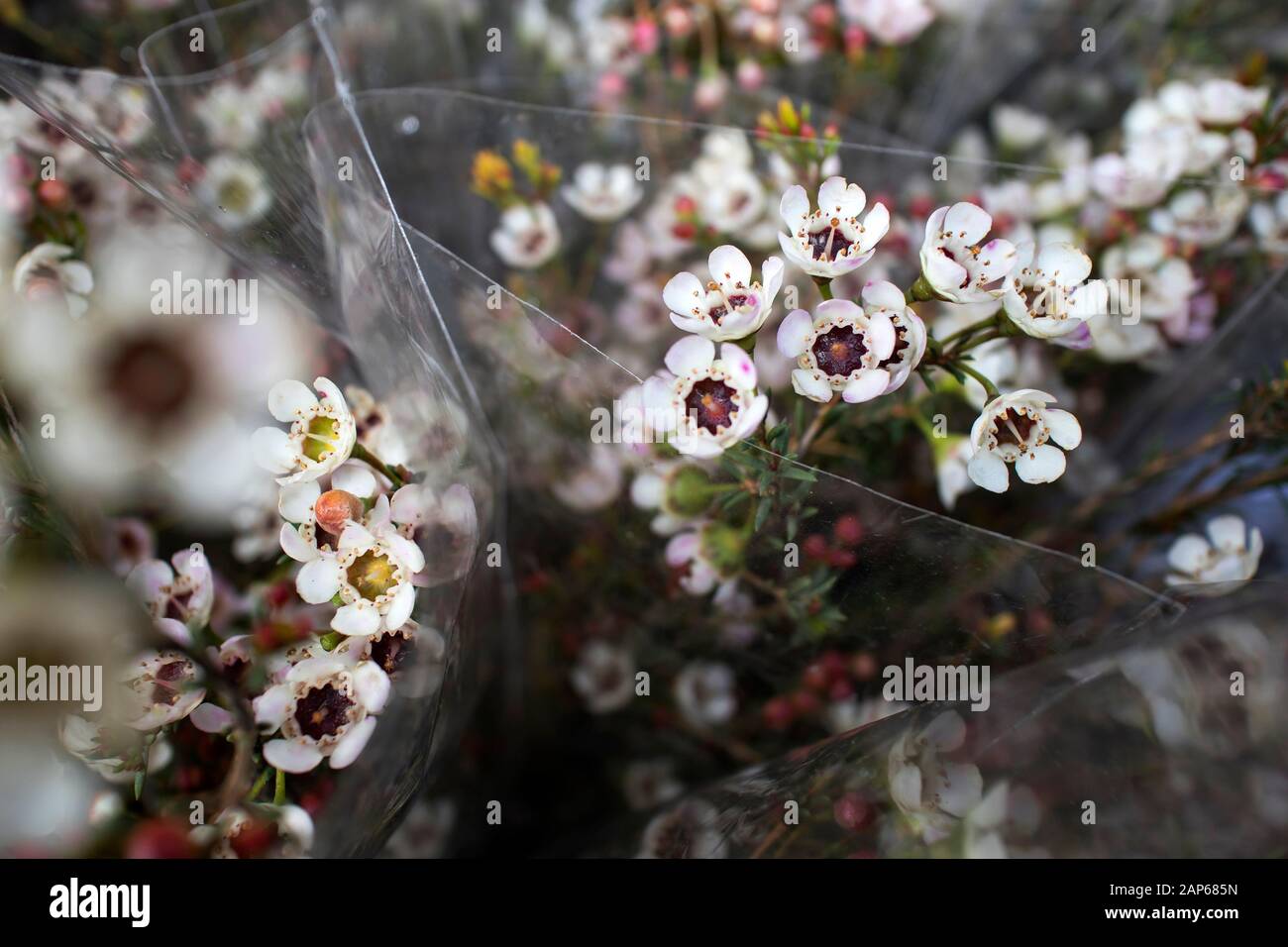 Weiße und rosafarbene Blumen eines australischen Ureinwohners Geraldton Wax Cultivar, Chamelaucium uncinatum, Familie Myrtaceae, endemisch in Western Australia. Winter Stockfoto