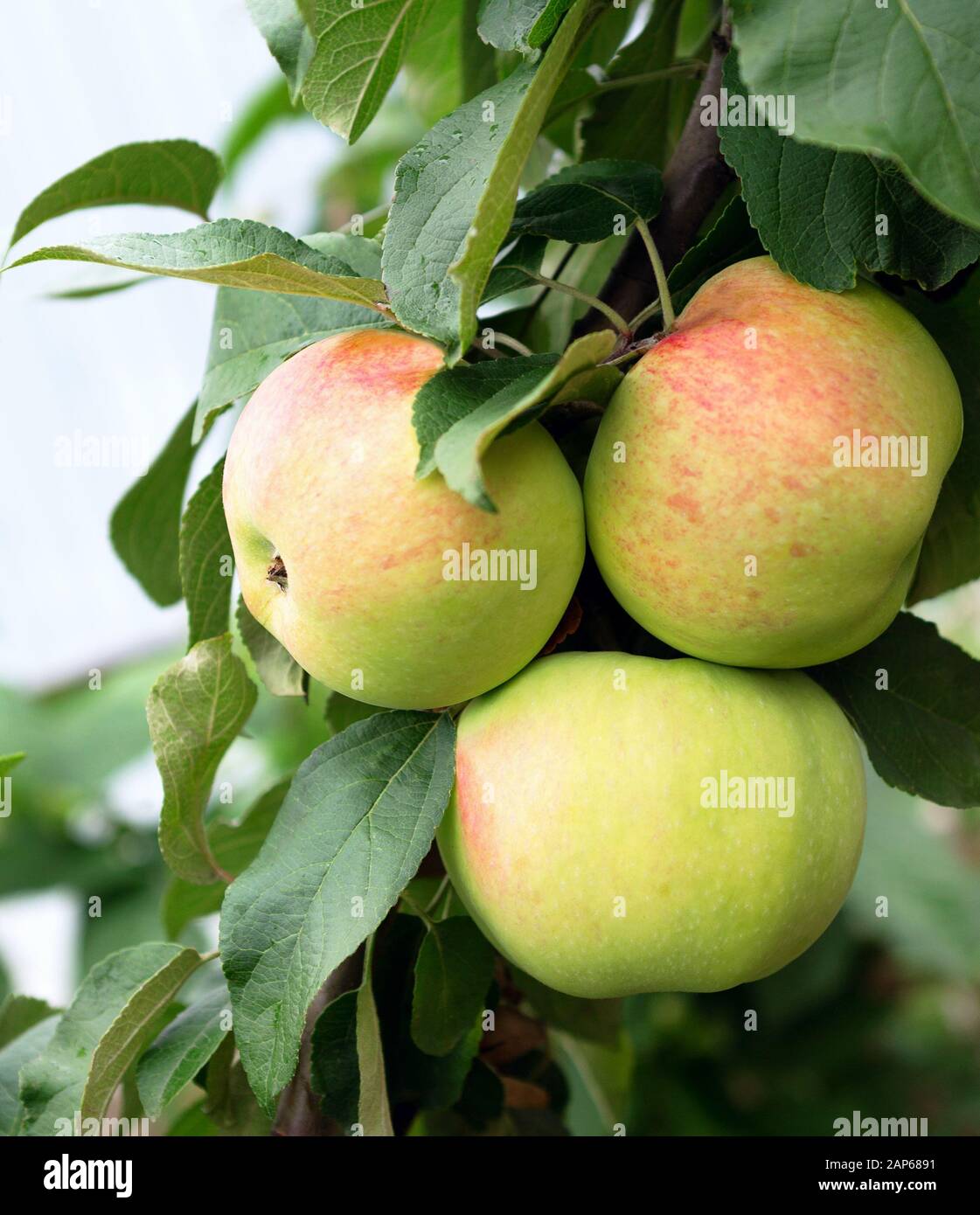 Apfel wächst auf Baum. Biologischer apfel unter natürlichen Bedingungen Stockfoto