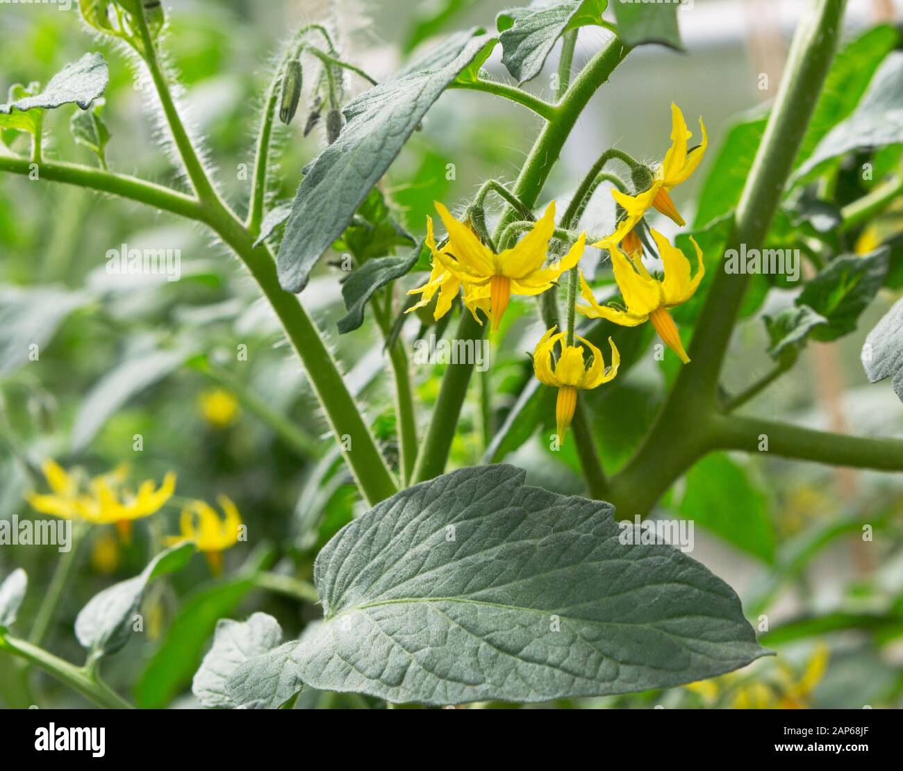 Tomatenpflanzenblume und -Blatt. Organisches Tomato-Wachstum im Gewächshaus. Stockfoto