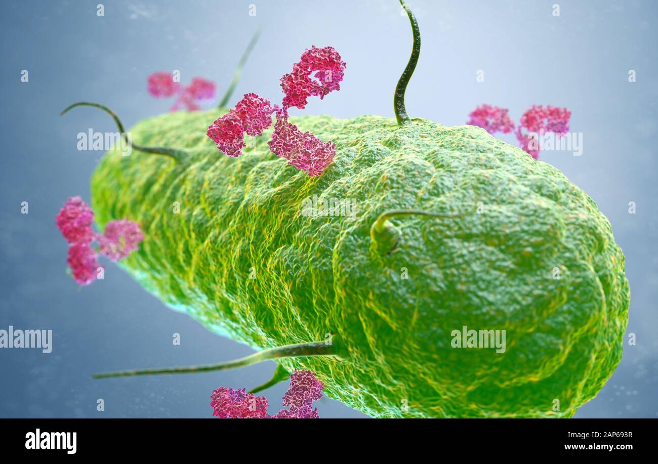 Antikörper gegen ein Bakterium. 3D-Darstellung Stockfoto