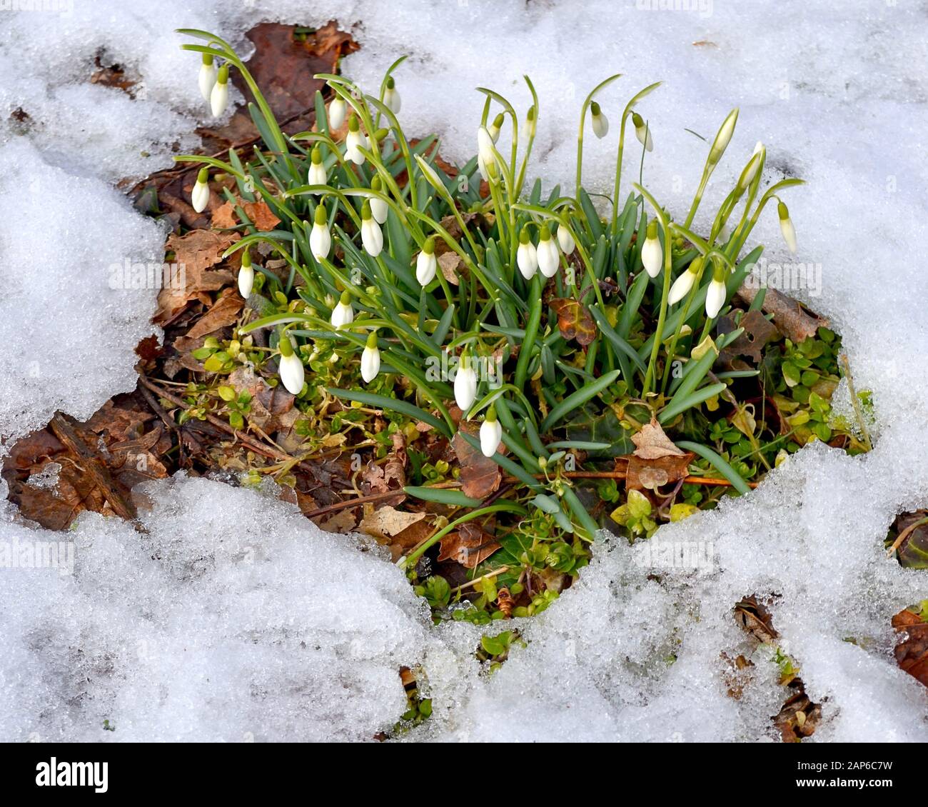 Weiße, schneebedeckte Blumen, die in einem von Schnee umgebenen Flecken offenen Boden blühen, sind ein sicheres Zeichen dafür, dass der Frühling auf dem Weg ist. (Galanthus nivalis) Stockfoto