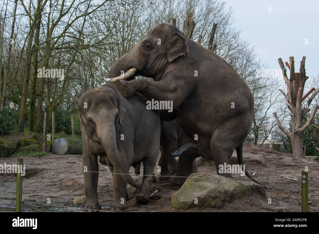 Männlicher Elefantenbulle mit abgesägten Tusken montierendes Weibchen für die Paarung im Zoo Stockfoto
