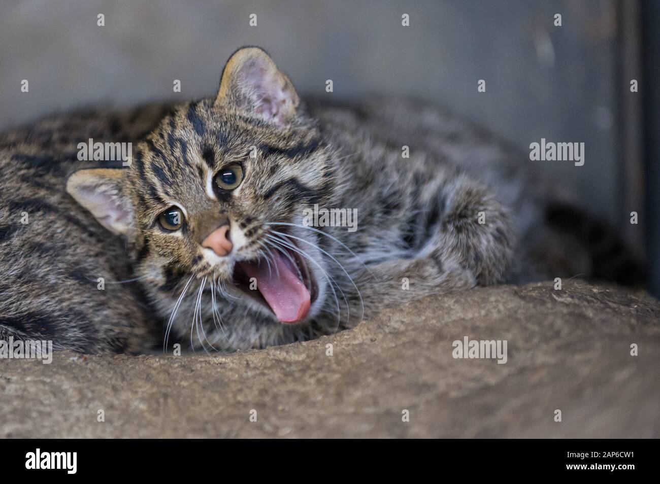 Gähnende Kätzchen-Angelkatze - Peionailurus viverrinus Stockfoto