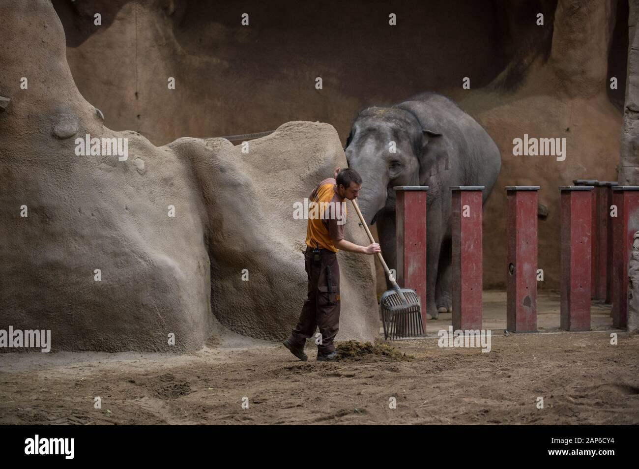 Zookeeper schaufelt Elefantenpoop Stockfoto