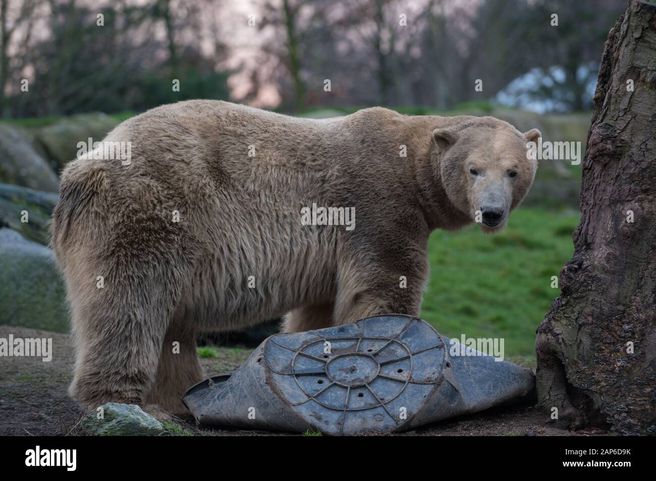 Eisbär ( Ursus maritimus ) auf einem zerdrückten Fass Stockfoto