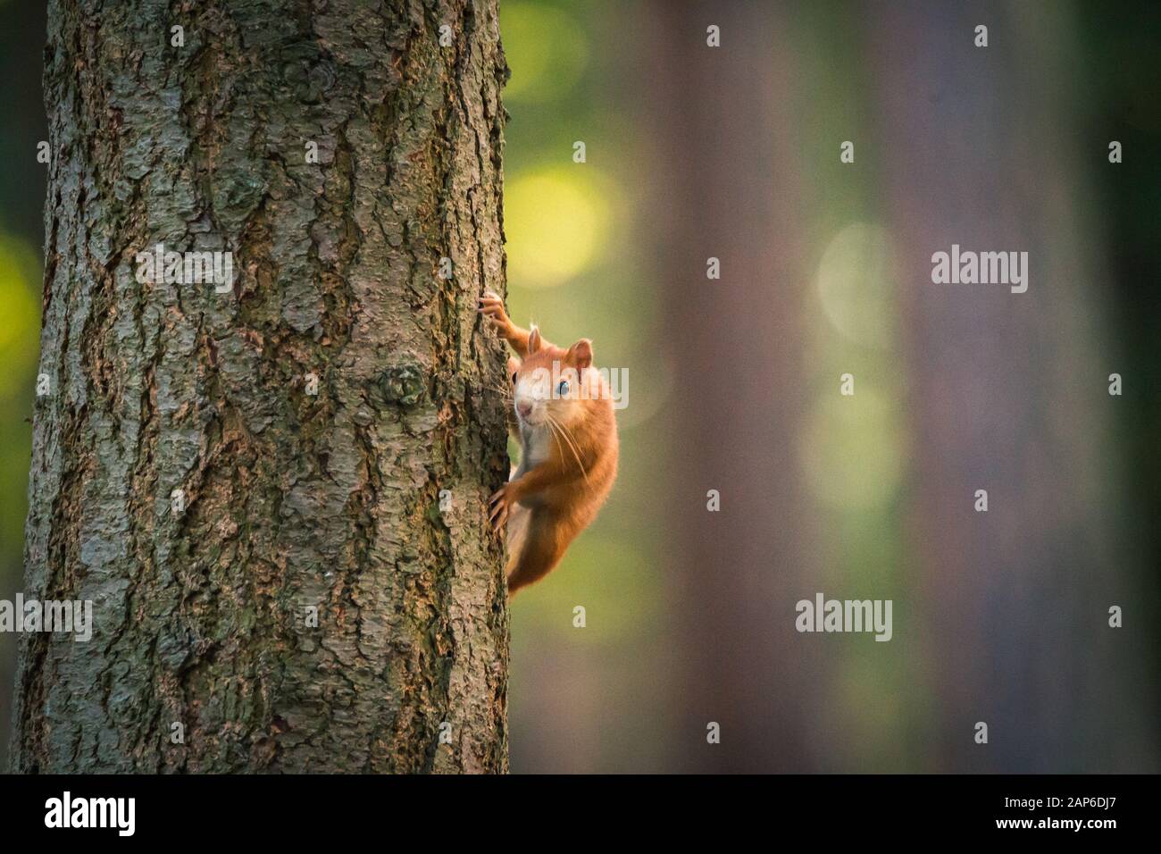Portrait von Eichhörnchen auf dem Baumstamm. Konzepte Für Die Tierwelt. Fotografie von wilden Tieren, die mit Fotografen spielen und posieren. Natürliches Licht. Stepanka Stockfoto