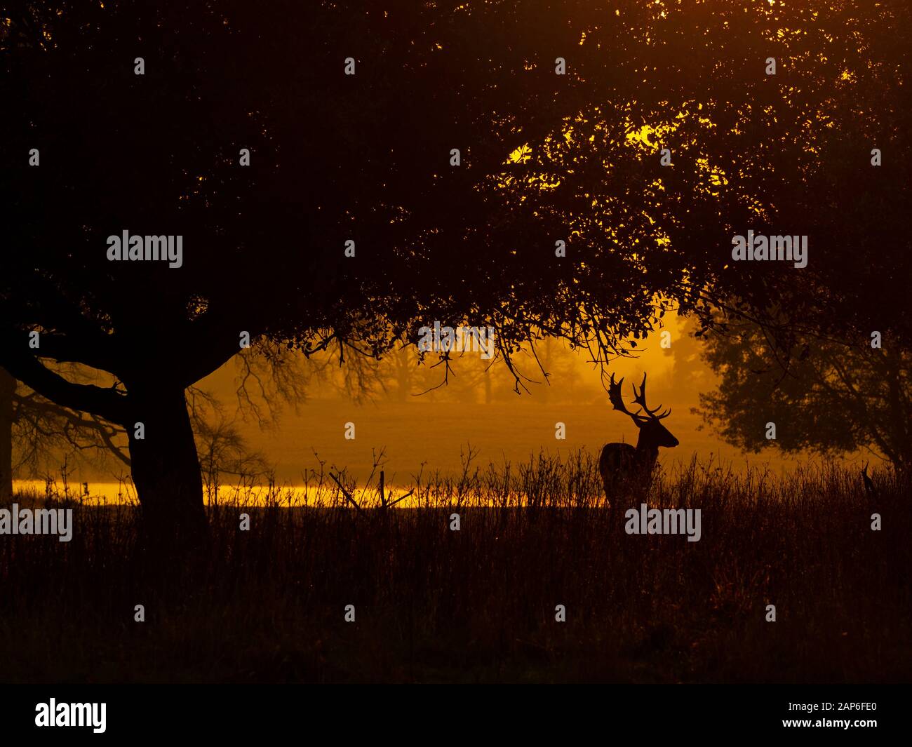 Fallow Deer Cervus dama im Holkham Park an einem Winterabend North Norfolk UK Stockfoto