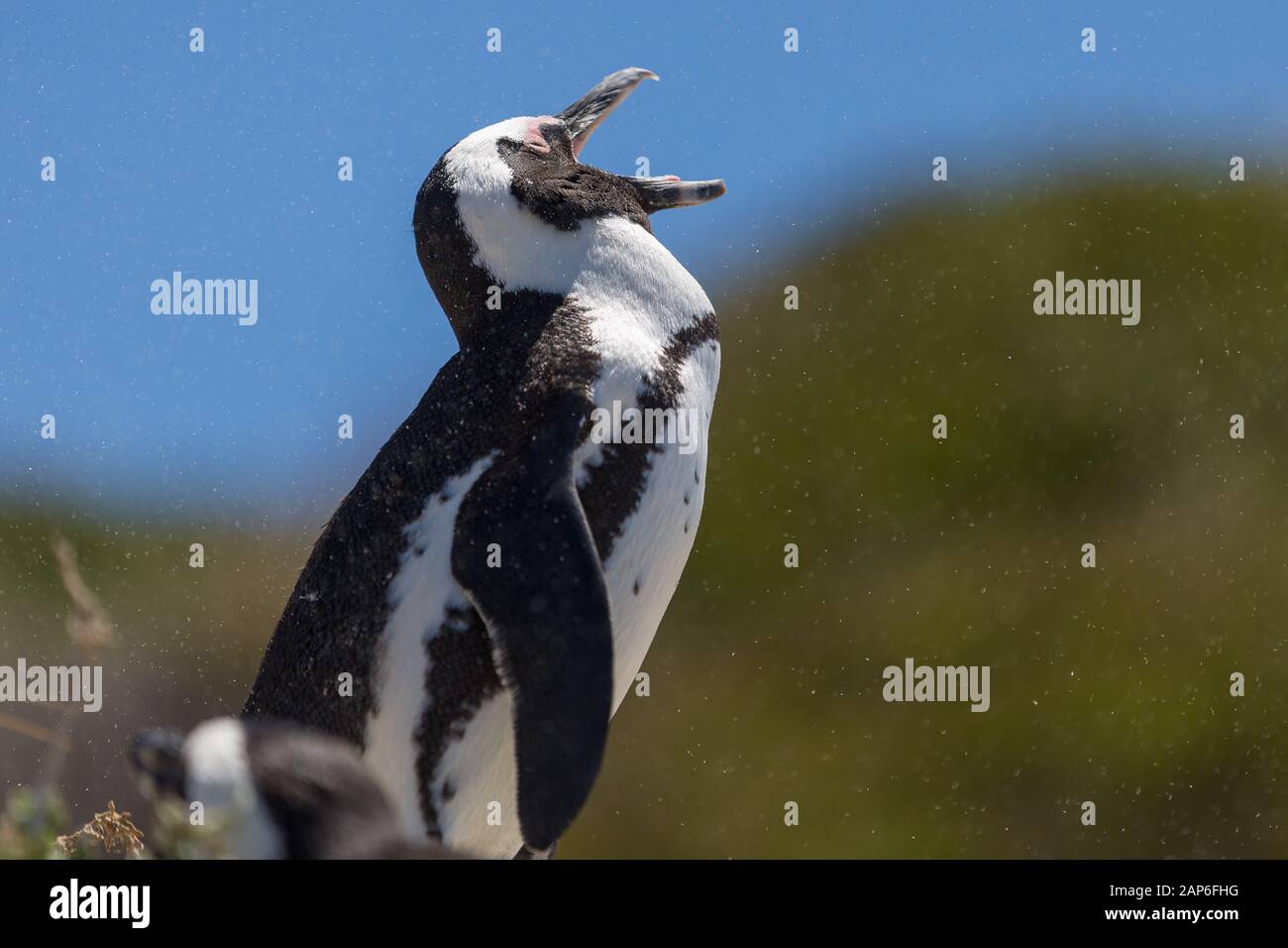 Gähnender Penguin spritzt am Strand in Kapstadt Sand herum Stockfoto