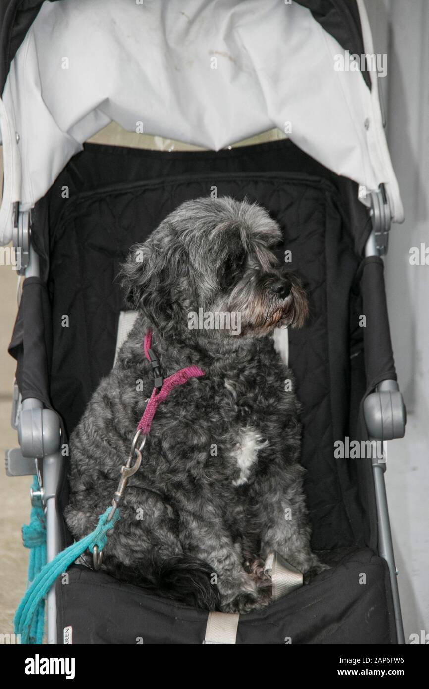 Hund im Kinderwagen Stockfoto