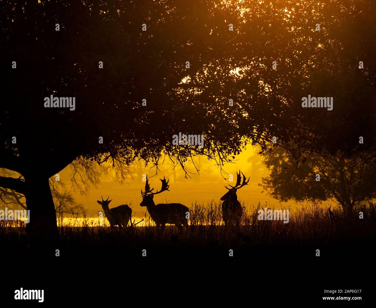 Fallow Deer Cervus dama im Holkham Park an einem Winterabend North Norfolk UK Stockfoto
