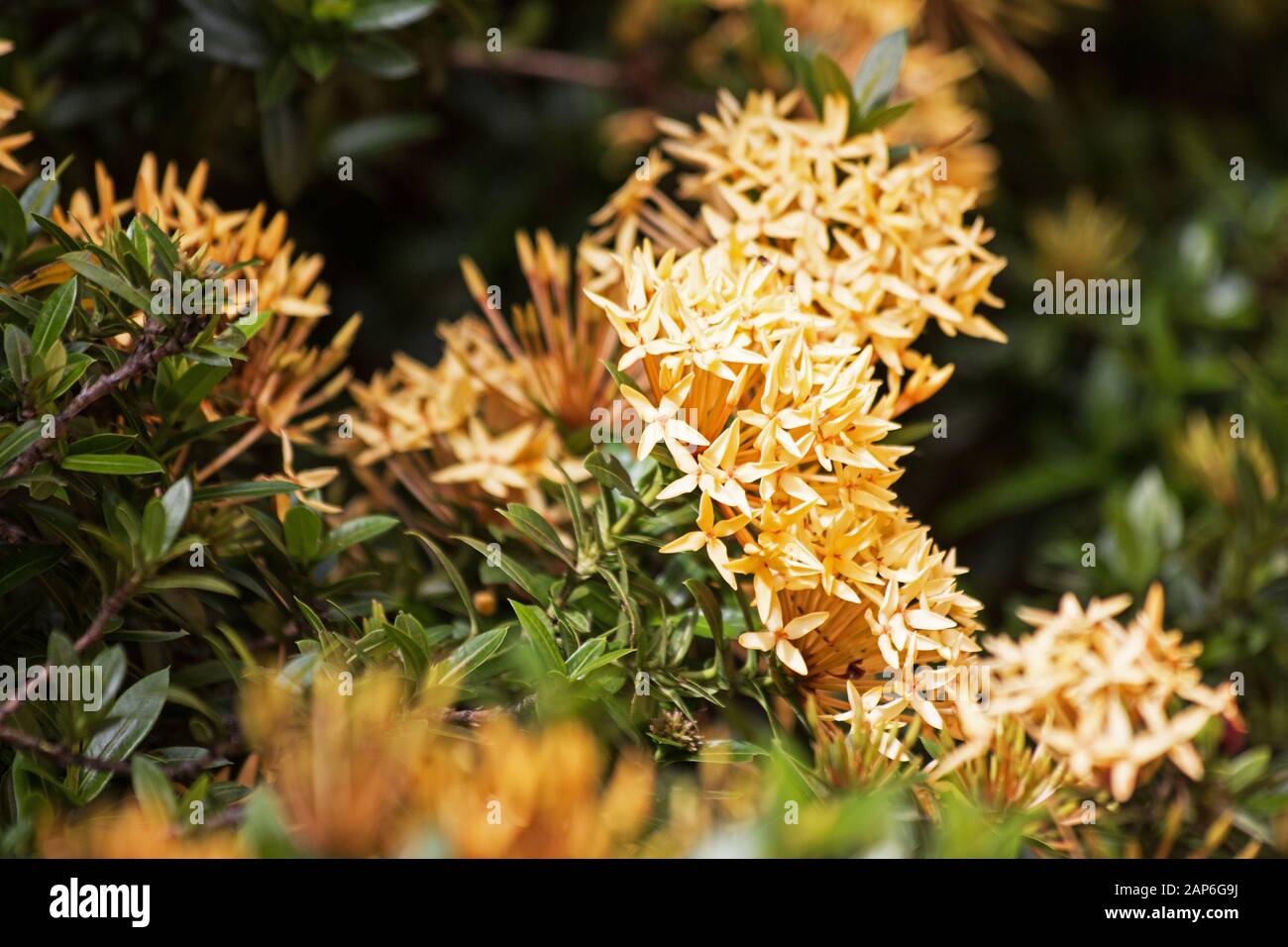 Westindischer Jasmin (Ixora) Pflanzen und Blumen Stockfoto