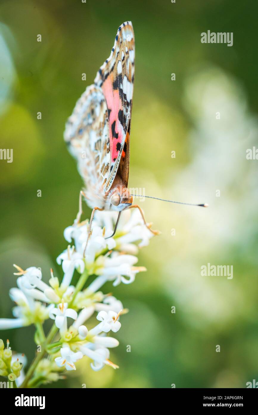 Ein schöner Schmetterling sitzt auf einem Lavendel Blume im Sommergarten Stockfoto