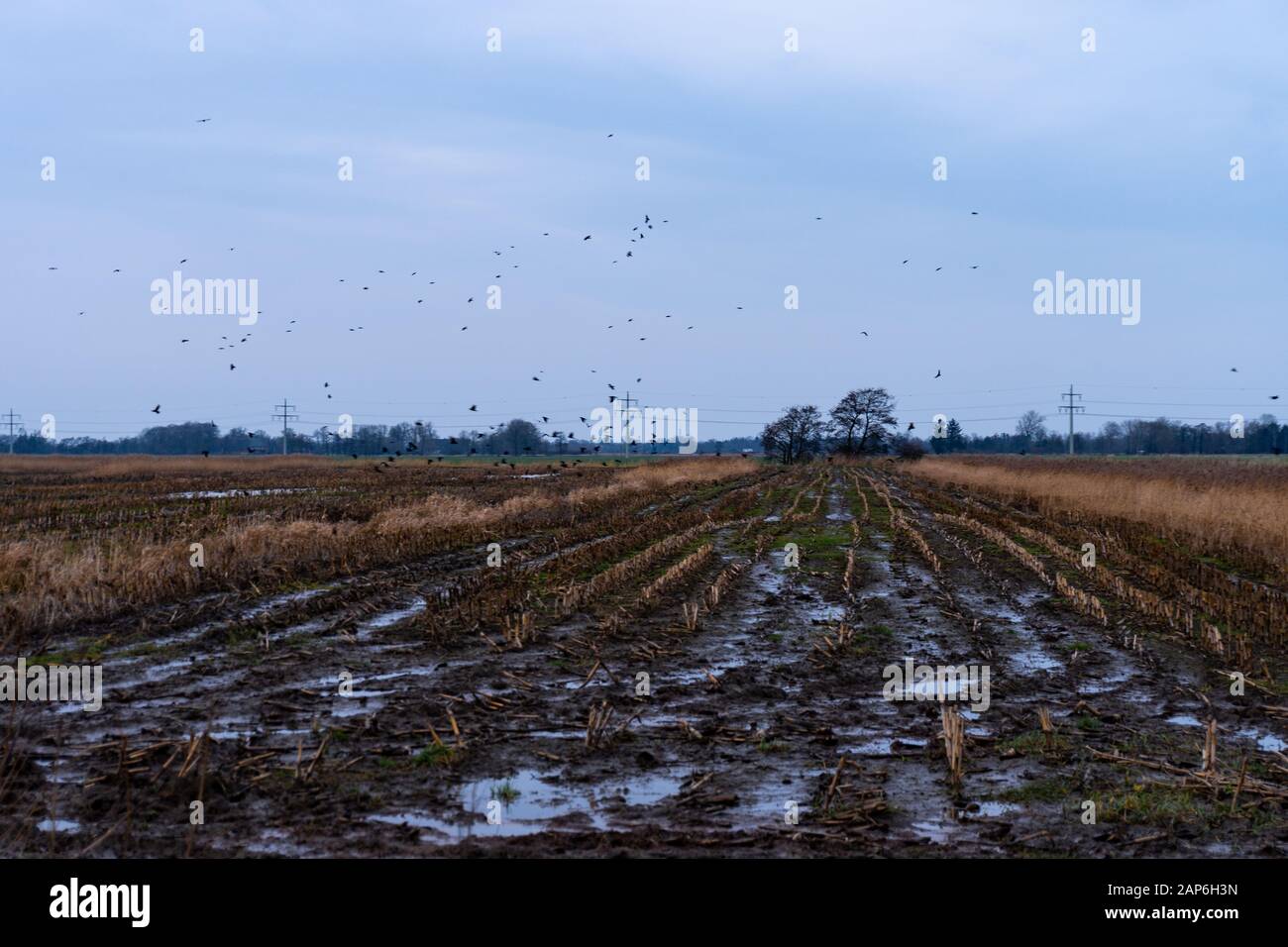 Ein leeres nasses Feld mit zahlreichen Vögeln, die im Winter herumfliegen Stockfoto