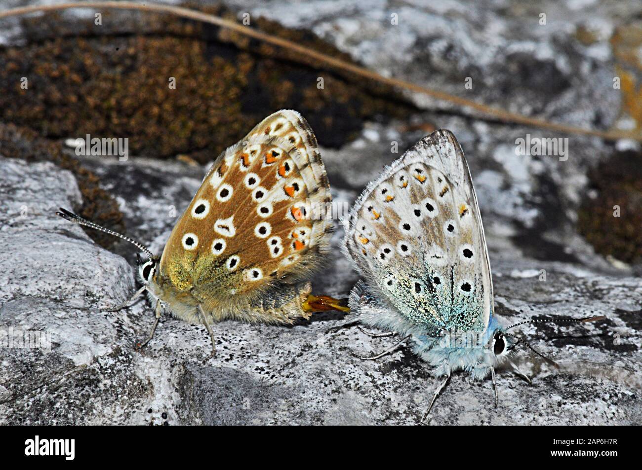 Chalkhill Blue, Schmetterling, Polyommatus coridon, Paarung, Juli und August, Kalksteingrasland, Somerset, England, Großbritannien Stockfoto