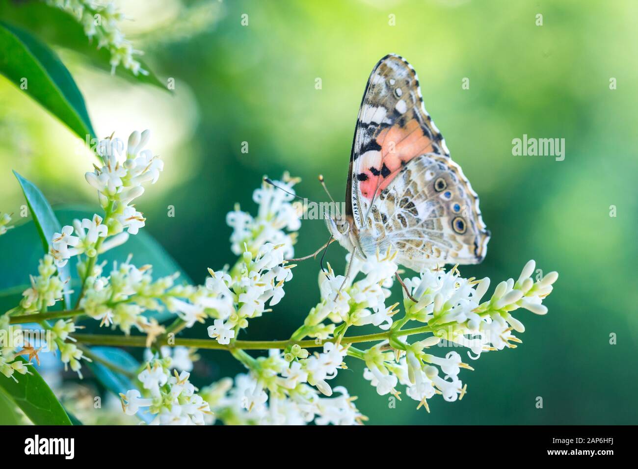 Ein schöner Schmetterling sitzt auf einem Lavendel Blume im Sommergarten Stockfoto