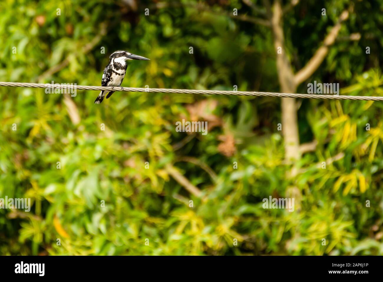 Pied Kingfisher bei Vellayani Stockfoto