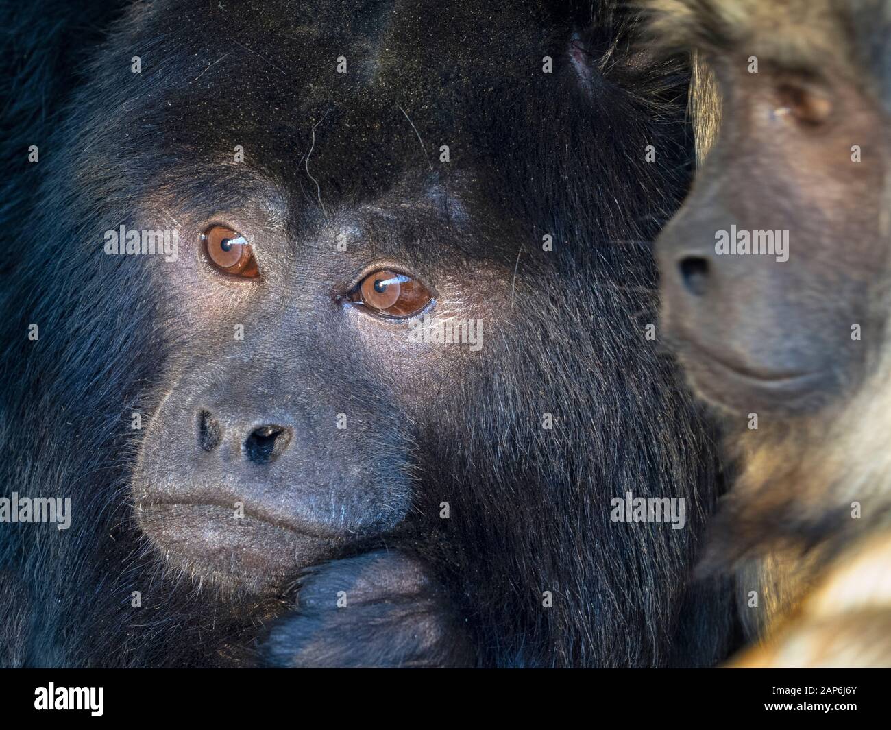 Black Hohler Alouatta Caraya auch als schwarz-goldenes Heulchen Captive Portrait männlich und weiblich bekannt Stockfoto