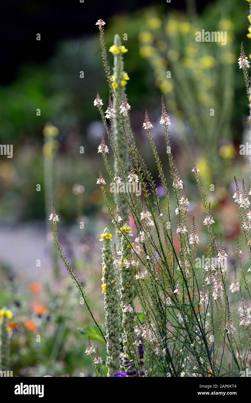 Linaria Peachy, Toadflax, pfirsich gelb Blumen, Stiele, Türme, snapdragon, RM Floral Stockfoto