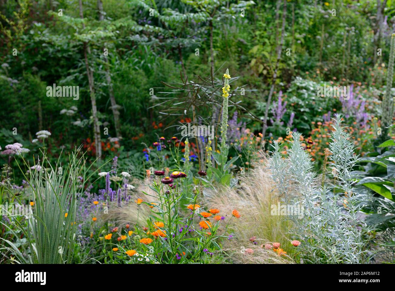 Xerochrysum bracteatum Drachenfeuer,stipa tenuissima,verbascum chaixii sechzehn Kerzen,pseudopanax linearifolius,anaphalis triplinervis sommerschnee, Stockfoto