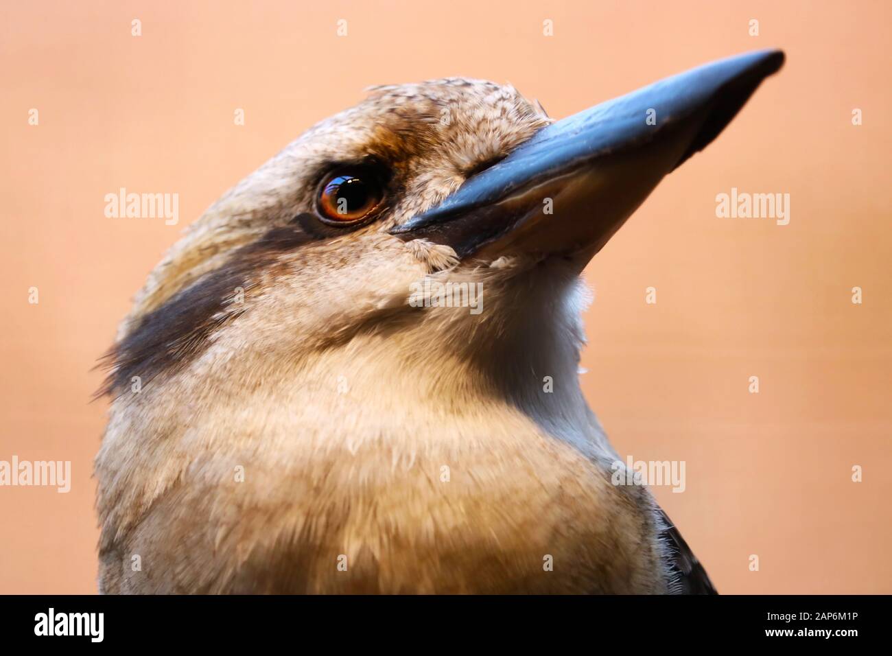 Kopf eines lachenden Kookaburra dacelo novaeguineae, der nach oben blickt, in Seitenansicht Stockfoto